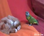 смешное видео про животных
