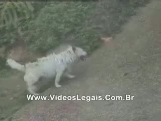 смешное видео с животными